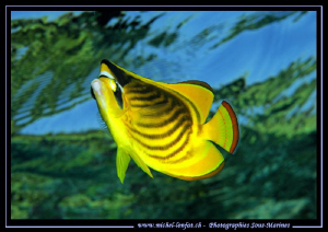 Butterfly Fish close to the surface in the Red Sea... Que... by Michel Lonfat 